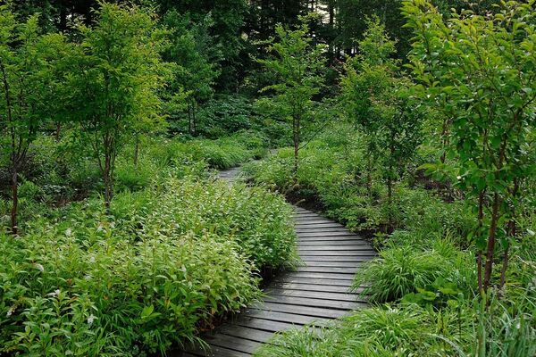 Caminho costeiro tranquilo com vegetação e luz suave